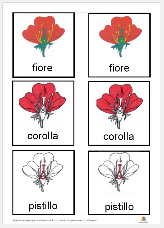 Carte Delle Nomenclature Delle Parti Del Fiore Montessori 4 You Store Online