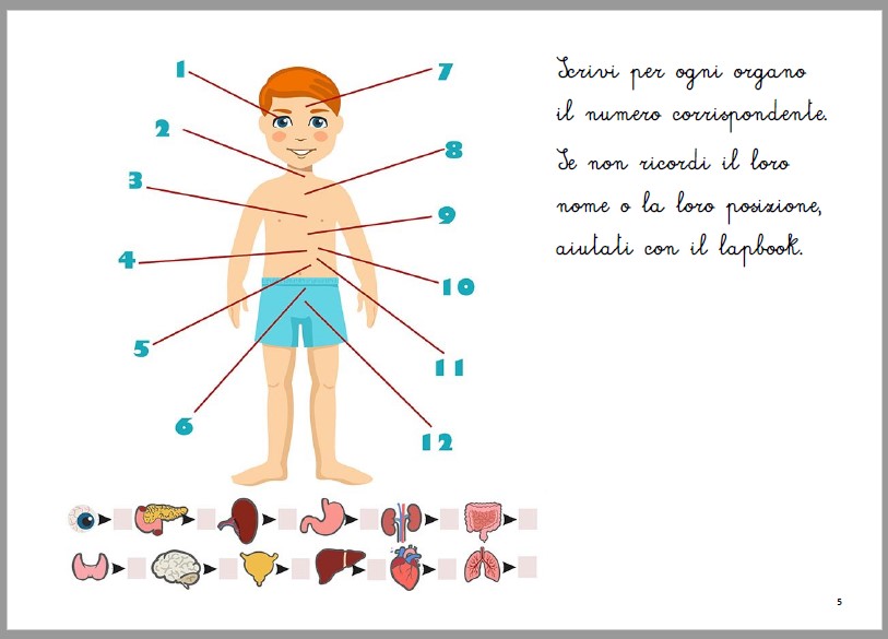 Lapbook e Attività del CORPO UMANO in Italiano e inglese 5-8 anni