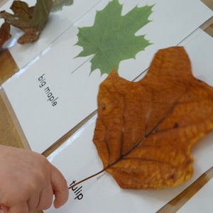 attività montessoriane 6-9 anni autunno