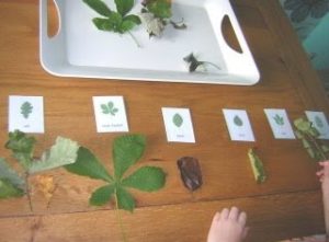 attività montessoriane 6-9 anni autunno