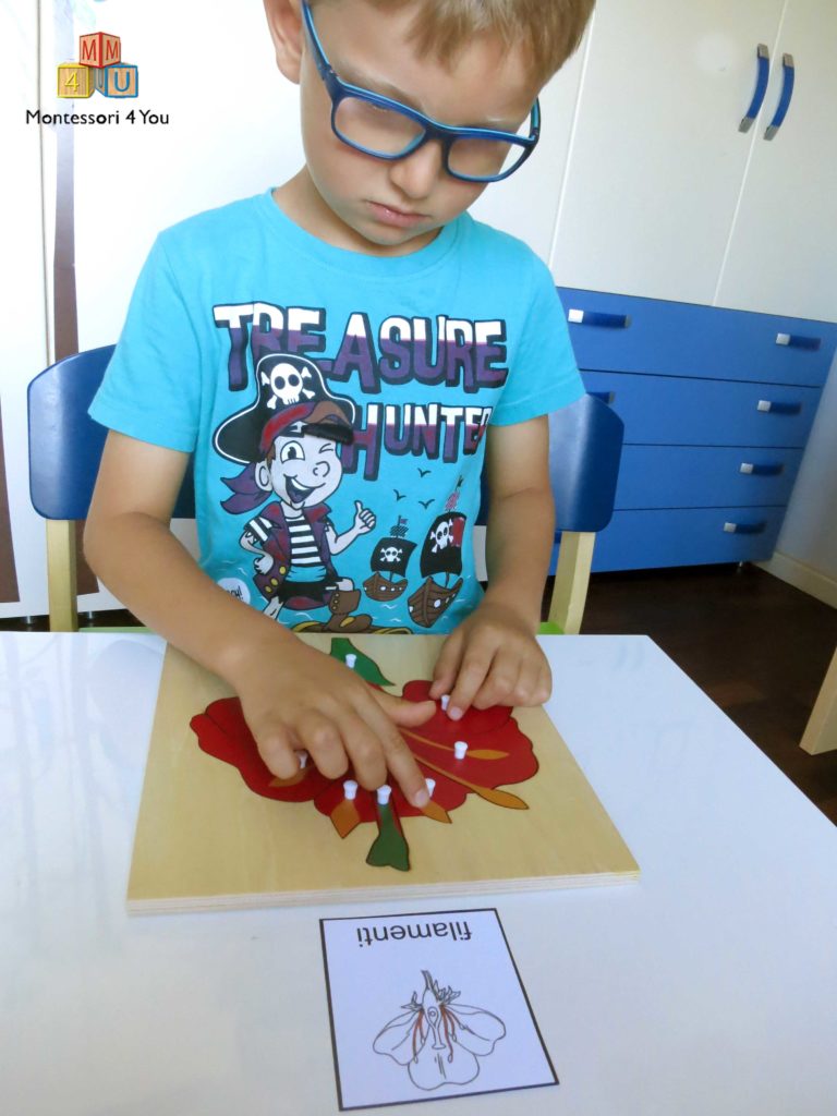 attività Montessori sul fiore