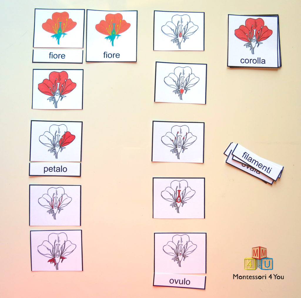 attività Montessori sul fiore